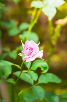 The background image of the colorful flowers, background nature