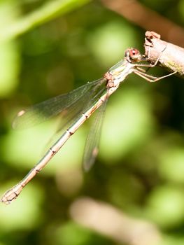 close up macro of willow emerald damselfly Chalcolestes viridis; England; UK