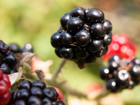 close up of ripe blackberries macro Rubus fruticosus; England; UK