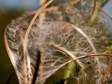 lovely spiral odd shape plant dandelion strands close; England; UK