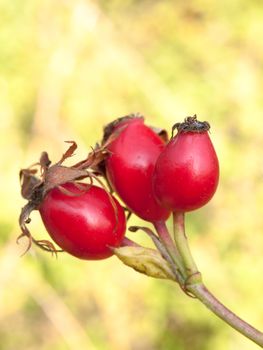 lush red ripe three wild rose hips rosa canina; England; UK