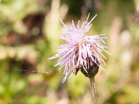 pink milk thistle flower head close up Silybum marianum; England; UK