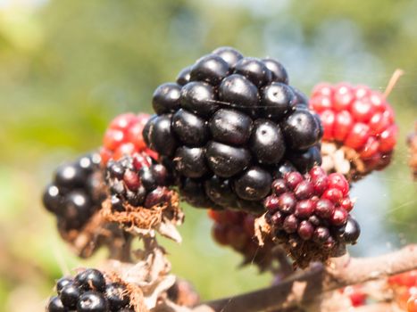 big fresh ripe blackberries close up on leaf Rubus fruticosus; England; UK
