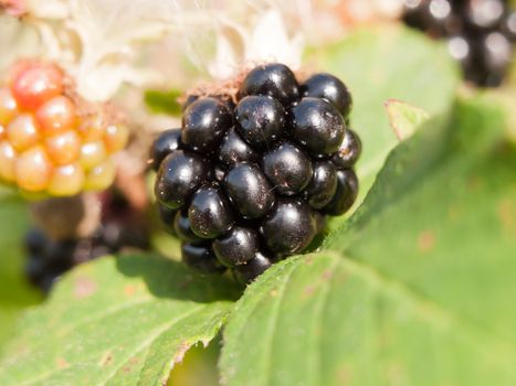 big fresh ripe blackberry close up on leaf Rubus fruticosus; England; UK