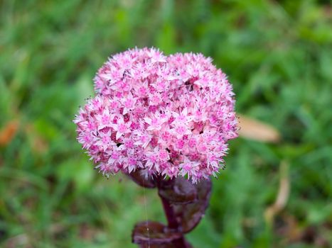 bunch of lush star shaped growing pink flowers; England; UK