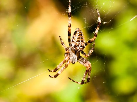 close up garden spider hanging on web Araneus diadematus; England; UK