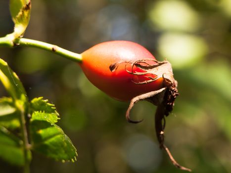 close up macro of red rose hip ripe on branch Rosa canina; England; UK