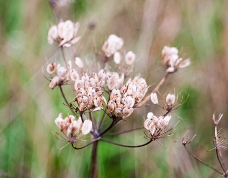 close up of beautiful dead umbellifer plant flower heads seeds wild Apiaceae; England; UK