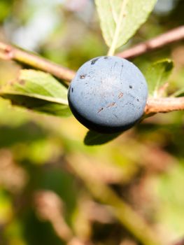 close up of big blue sloe berry wild branch prunus spinosa; England; UK