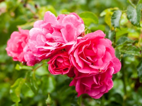 close up of big bunch of pink rose petals garden rosa canina; England; UK