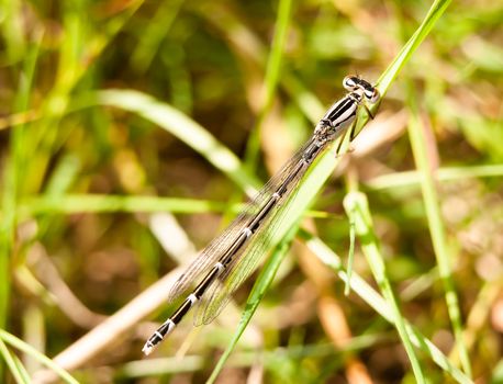 close up of black and white and brown damselfly; England; UK