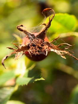 close up of bottom of rose hip on tree Rosa Canina; England; UK