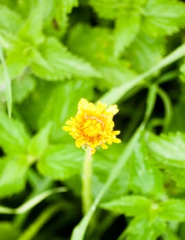 close up of closed yellow dandelion flower head single green background Taraxacum; England; UK