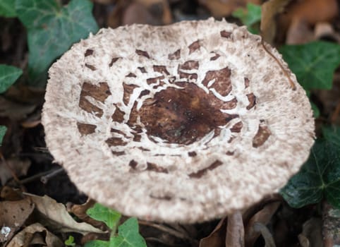 close up of common mushroom fungi wild forage Macrolepiota procera; England; UK
