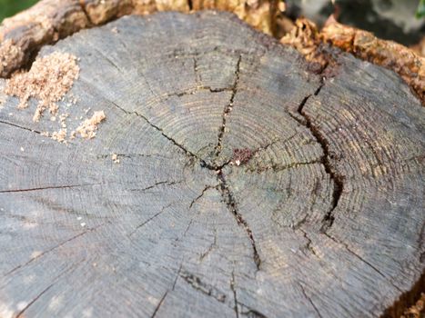 close up of cracks in cut stump of tree trunk; England; UK