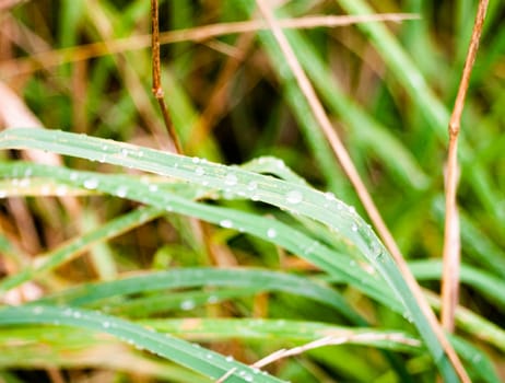 close up of glass blade with rain drops dew water ; England; UK