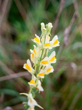 close up of growing ornage and yellow delicate plant uk wild beautiful growing wild flower summer Linaria vulgaris; England; UK