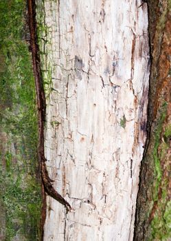 close up of inside of tree rough weathered bark texture; England; UK