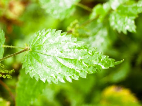 close up of lush green ripe leaf wet dew background; England; UK