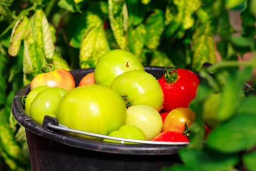 Closeup shot of a bucket full of red and green tomatoes