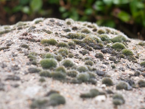 close up of mini spiky moss and lichen on top of brick wall; England; UK