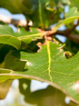 close up of oak leaf background green Quercus robur; England; UK