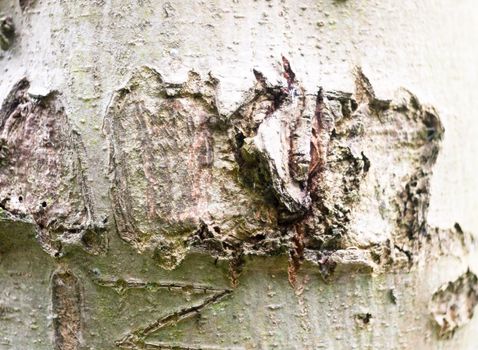 close up of odd carved weathered bark texture of tree; England; UK