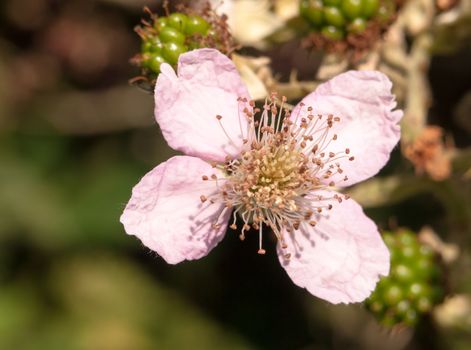 close up of pink bramble flower head Rubus fruticosus; England; UK