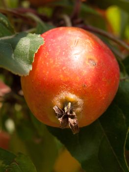 close up of red crab apple macro on tree Malus sylvestris fruit; England; UK