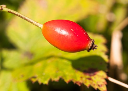 close up of ripe red single rose hip wild rosa canina; England; UK