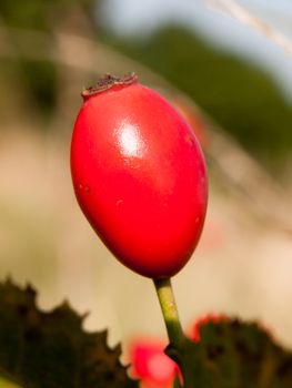 close up of single upright red ripe rose hip rosa canina; England; UK