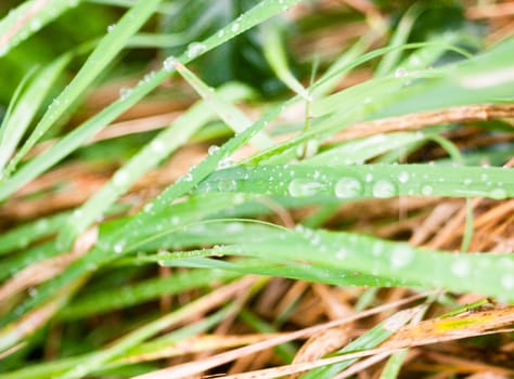 close up of water dew droplets rain water on blade of green grass floor; England; UK