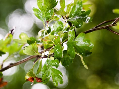 close up of wet green leaves on branch summer forest; England; UK