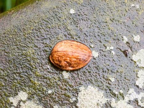 close up of wet half shell of walnut on top of wall; England; UK