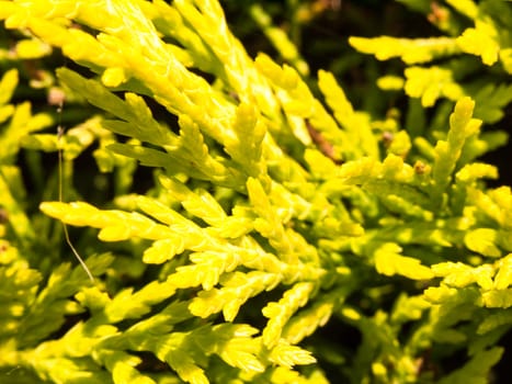 close up texture of bright conifer tree plant background Pinophyta; England; UK
