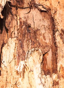 close up texture of wood bark on tree cut into; England; UK