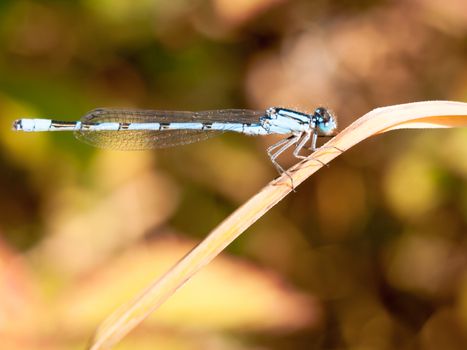 common blue damselfly Enallagma cyathigerum seen from side on reed; England; UK