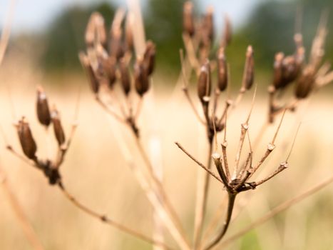 Dead Umbellifer seed head brown close up detail; England; UK
