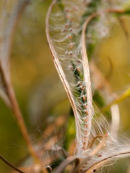 lovely spiral odd shape plant dandelion strands close; England; UK