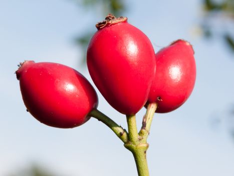 lush red ripe three wild rose hips rosa canina; England; UK