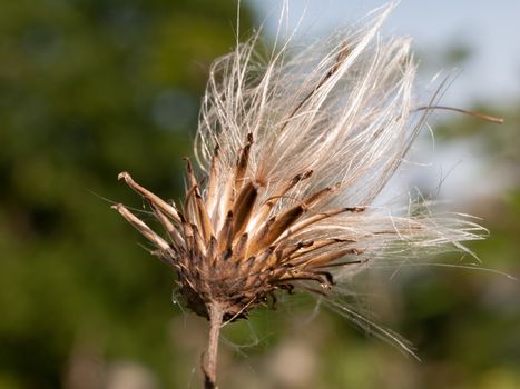 milk thistle white flower head strands in summer Silybum marianum; England; UK