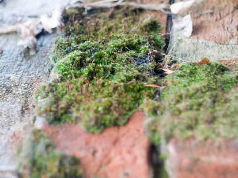 old wet brick wall with a lot of green moss and lichens; England; UK