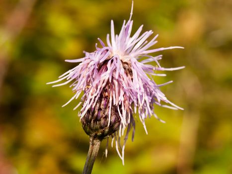 pink milk thistle flower head close up Silybum marianum; England; UK