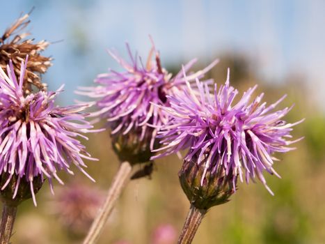 pink milk thistle flower heads close up Silybum marianum; England; UK