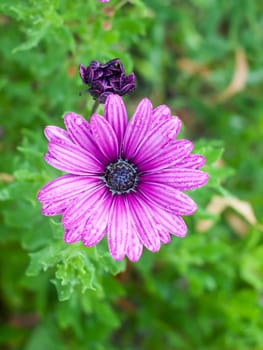 purple wet petals above single many Osteospermum; England; UK