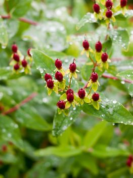 red arrow tip flowers closed petal buds growing summer wet rain; England; UK
