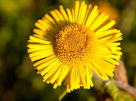 summer yellow colt's foot Tussilago farfara one close; England; UK