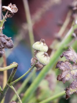 two green closed flower buds wet summer; England; UK