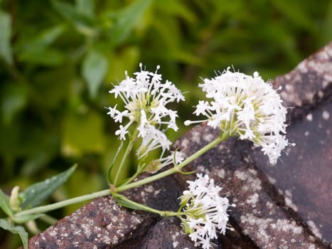white flowers resting on front garden wall wet beautiful; England; UK