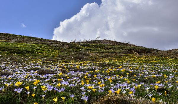 yellow and purple Crocus flowers texture